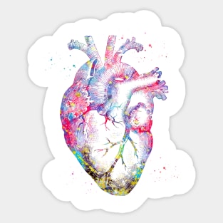 Human Heart Sticker